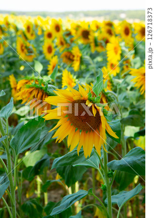 Field of sunflowers Field of sunflowers 126718373
