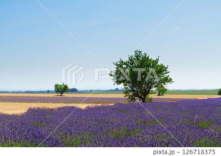 Lavender field and tree Lavender field and tree 126718375