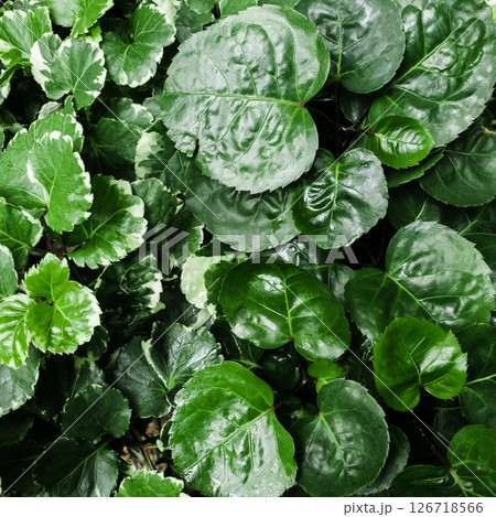 Ariegated Balfour aralia or Polyscias Balfouriana is green leaves texture nature background. tree plants gardening at the house 126718566