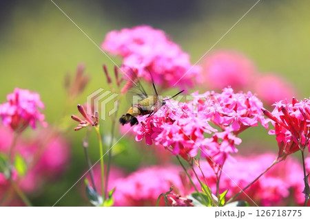 ムシトリナデシコの蜜を吸うオオスカシバ　 126718775