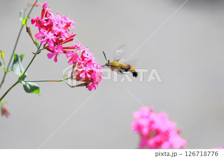 ムシトリナデシコの蜜を吸うオオスカシバ　 126718776