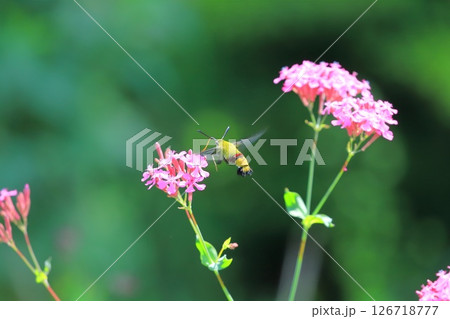 ムシトリナデシコの蜜を吸うオオスカシバ　 126718777