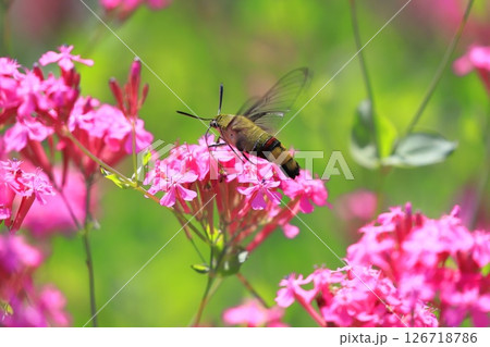 ムシトリナデシコの蜜を吸うオオスカシバ　 126718786