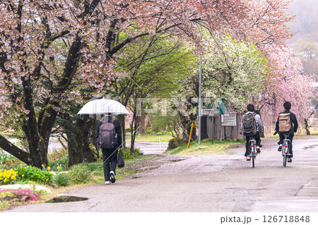 250423宮川緑地公園桜g025 250423宮川緑地公園桜g025 126718848