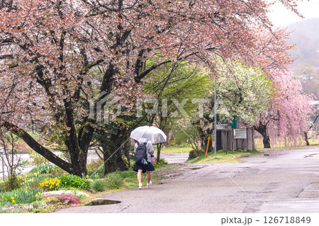 250423宮川緑地公園桜g030 126718849
