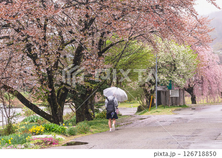 250423宮川緑地公園桜g033 126718850