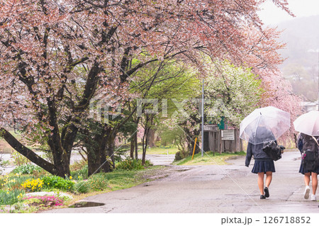 250423宮川緑地公園桜g046 250423宮川緑地公園桜g046 126718852