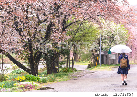 250423宮川緑地公園桜g061 250423宮川緑地公園桜g061 126718854