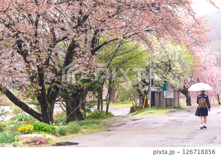 250423宮川緑地公園桜g064 250423宮川緑地公園桜g064 126718856