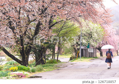 250423宮川緑地公園桜g065 126718857