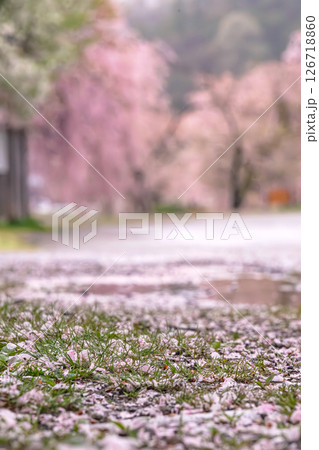 250423宮川緑地公園桜g086 126718860