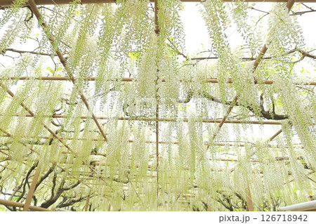 あしかがフラワーパーク　白藤 126718942