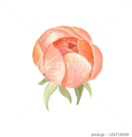 Delicate peony flower head with green sepals watercolor illustration. Hand-painted detailed clip art, perfect for wedding invitations, branding, packaging, fabric design, and cards. Coral charm color Delicate peony flower head with green sepals watercolor illustration. Hand-painted detailed clip art, perfect for wedding invitations, branding, packaging, fabric design, and cards. Coral charm color 126719109