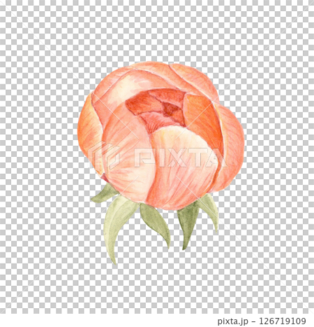 Delicate peony flower head with green sepals watercolor illustration. Hand-painted detailed clip art, perfect for wedding invitations, branding, packaging, fabric design, and cards. Coral charm color Delicate peony flower head with green sepals watercolor illustration. Hand-painted detailed clip art, perfect for wedding invitations, branding, packaging, fabric design, and cards. Coral charm color 126719109