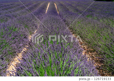 Lavender field at summer Lavender field at summer 126719133