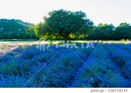 Lavender field at summer 126719135