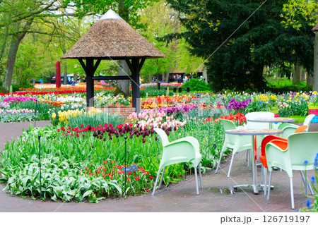 Rows of tulip flowers Rows of tulip flowers 126719197