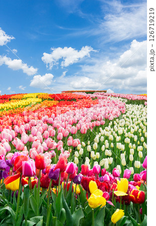Dutch yellow tulip fields in sunny day 126719219
