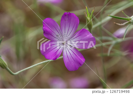 ヨーロッパでは麦畑の雑草として知られるアグロステンマ・ギタゴ ヨーロッパでは麦畑の雑草として知られるアグロステンマ・ギタゴ 126719498