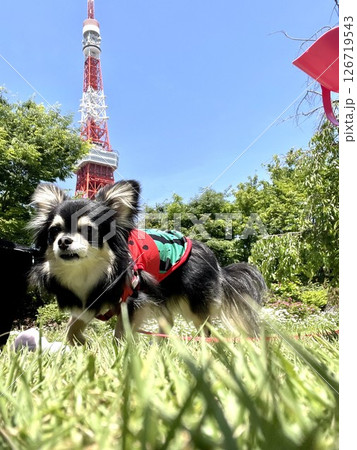 東京タワーをバッグに公園で散歩するポメチワの子犬 126719543
