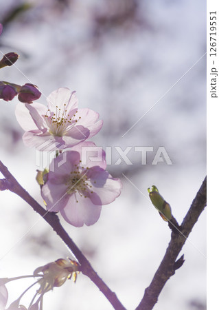 春の河津桜の花びら、クローズアップ、日本の美しい風景    126719551