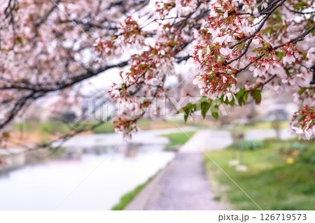 250423宮川緑地公園桜g105 250423宮川緑地公園桜g105 126719573
