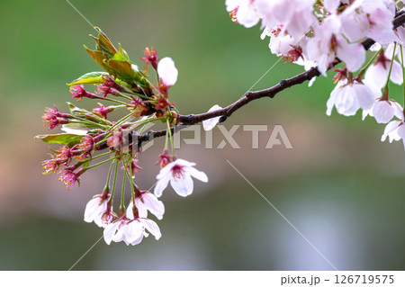 250423宮川緑地公園桜g112 250423宮川緑地公園桜g112 126719575