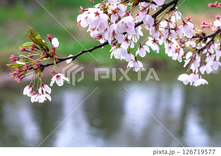 250423宮川緑地公園桜g116 126719577