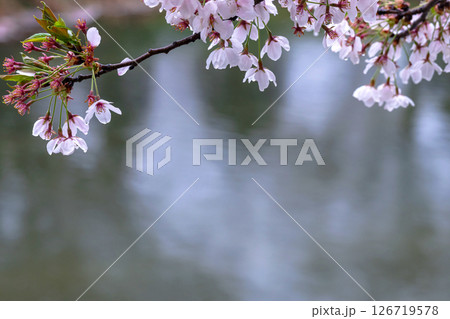 250423宮川緑地公園桜g123 126719578