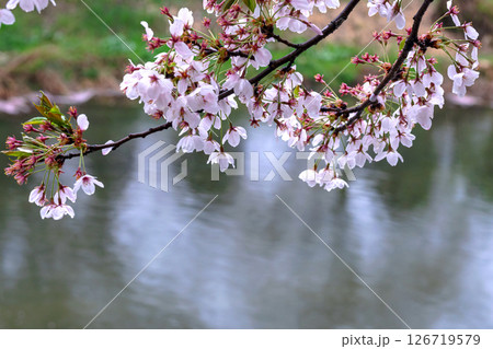 250423宮川緑地公園桜g125 250423宮川緑地公園桜g125 126719579