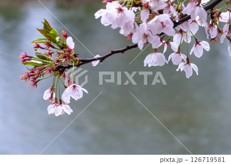 250423宮川緑地公園桜g154 250423宮川緑地公園桜g154 126719581