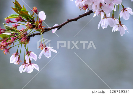 250423宮川緑地公園桜g165 126719584
