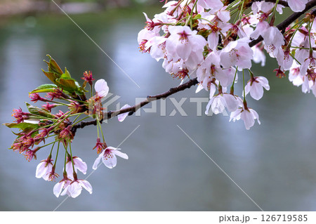 250423宮川緑地公園桜g167 126719585