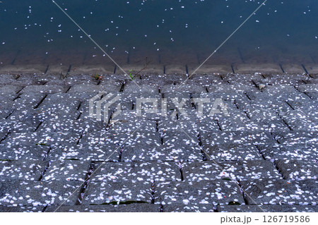 250423宮川緑地公園桜g170 250423宮川緑地公園桜g170 126719586