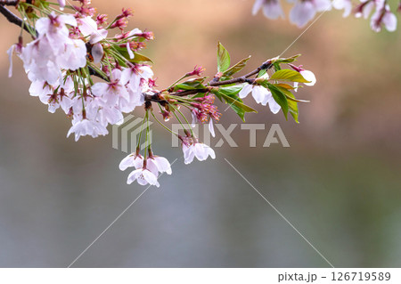 250423宮川緑地公園桜g185 126719589