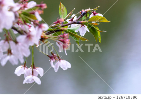 250423宮川緑地公園桜g187 126719590
