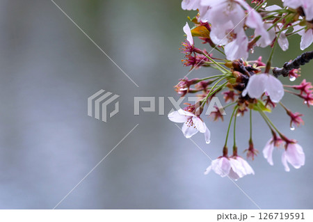 250423宮川緑地公園桜g189 250423宮川緑地公園桜g189 126719591