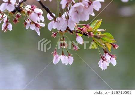 250423宮川緑地公園桜g194 250423宮川緑地公園桜g194 126719593