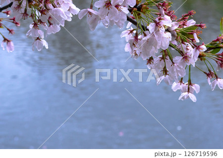 250423宮川緑地公園桜g200 126719596