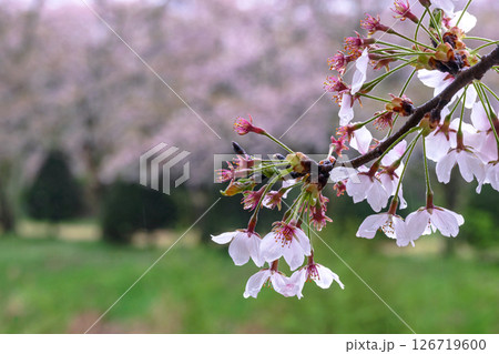 250423宮川緑地公園桜g208 126719600