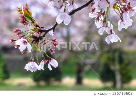 250423宮川緑地公園桜g213 126719602