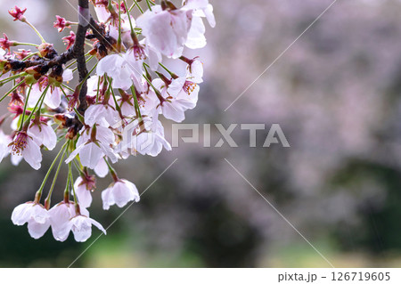 250423宮川緑地公園桜g222 126719605