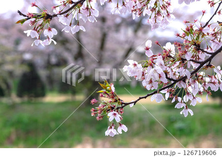 250423宮川緑地公園桜g231 126719606