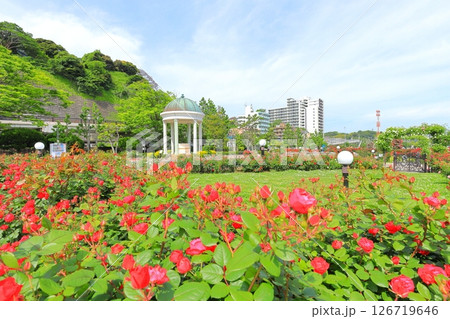 横須賀ヴェルニー公園のバラ園 横須賀ヴェルニー公園のバラ園 126719646