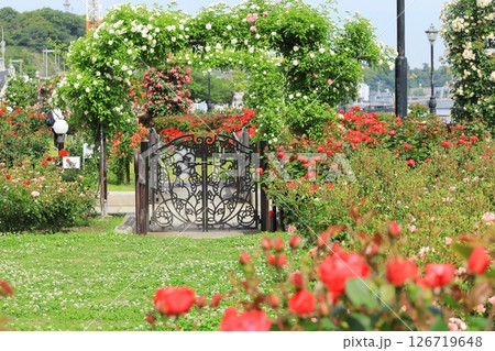 横須賀ヴェルニー公園のバラ園 126719648