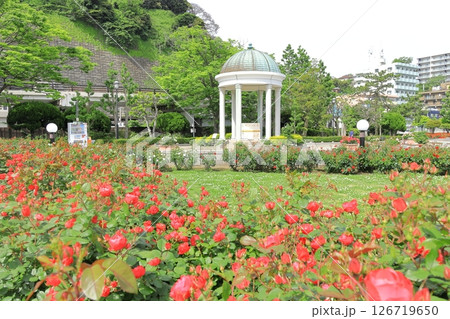 横須賀ヴェルニー公園のバラ園 126719650