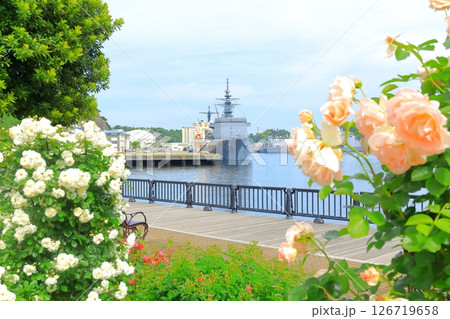 横須賀ヴェルニー公園のバラ園 126719658