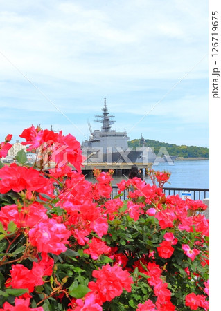 横須賀ヴェルニー公園のバラ園 横須賀ヴェルニー公園のバラ園 126719675