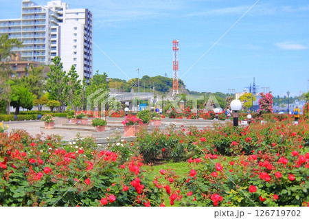 横須賀ヴェルニー公園のバラ園 126719702