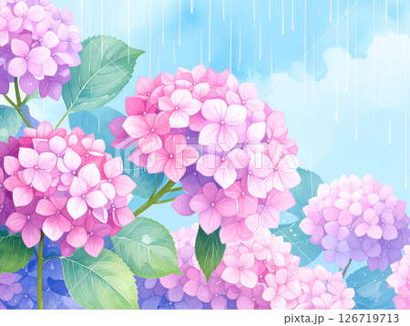 紫陽花　雨　梅雨 126719713
